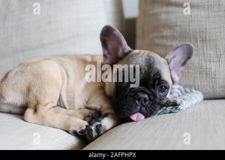 Tiny French bulldog puppy sleeping on couch with tongue out Stock Photo