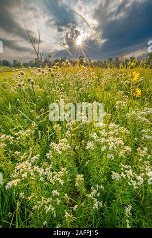 Sun & storm clouds over prairie of mountain mint (Pycnanthemum virginianum), rattlesnake master (Eryngium yuccifolium), compass plant, & blazing star Stock Photo