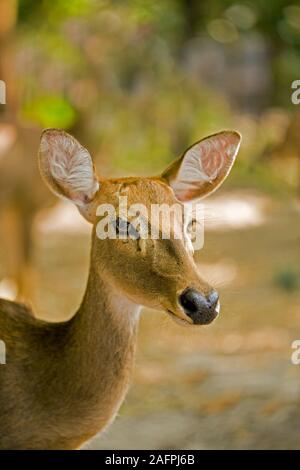 BROW ANTLERED DEER (Cervus or Panolia, eldi), female or hind. Head, portrait. Facial detail. No antlers. Stock Photo