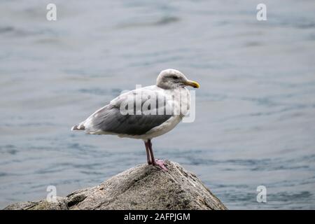 Vancouver; British Columbia; Canada.  Glaucous-winged Gull; Larus glaucescens standing on a rock. Stock Photo