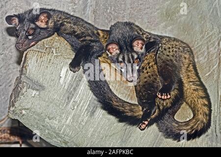 COMMON PALM CIVETS (Paradoxurus hermaphroditus). Native south-east Asia Stock Photo