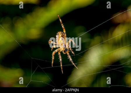 Quinault, Washington. Quinault Rain Forest, Olympic National Park. European garden spider, Araneus diadematus in his web.