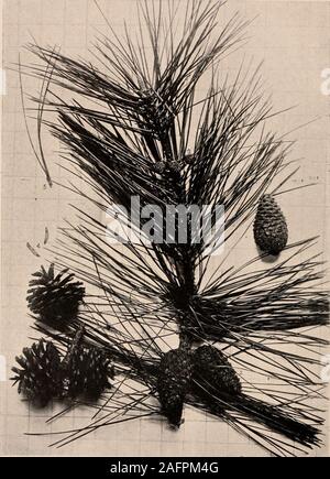 Pinus rigida Mill Pinus rigida Mill Stock Photo - Alamy