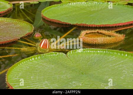 GIANT WATER LILY (Victoria amazonica). Flower buds about to open; leaf unfurling. Stock Photo