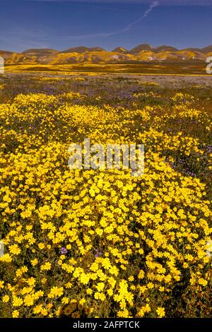 MARCH 31, 2019 - CARIRIZO PLAIN NATIONAL MONDUMENT (BLM) CENTRAL CALIFORNIA, USA - wildflowers during spring 'super bloom' following rains in Central California near Soda Lake & Cuyama Stock Photo