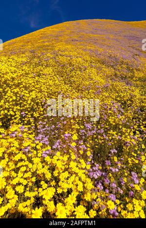 MARCH 31, 2019 - CARIRIZO PLAIN NATIONAL MONDUMENT (BLM) CENTRAL CALIFORNIA, USA - wildflowers during spring 'super bloom' following rains in Central California near Soda Lake & Cuyama Stock Photo
