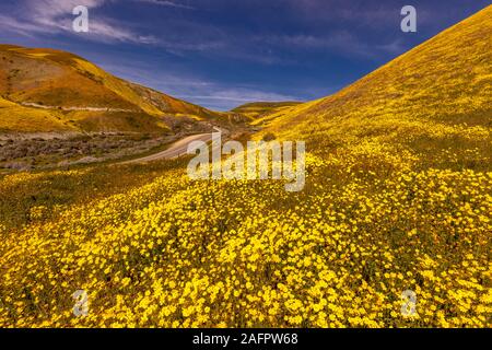 MARCH 31, 2019 - CARIRIZO PLAIN NATIONAL MONDUMENT (BLM) CENTRAL CALIFORNIA, USA - wildflowers during spring 'super bloom' following rains in Central California near Soda Lake & Cuyama Stock Photo