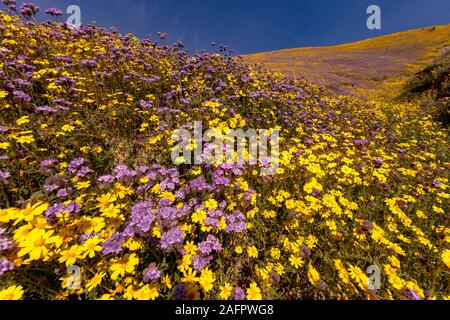 MARCH 31, 2019 - CARIRIZO PLAIN NATIONAL MONDUMENT (BLM) CENTRAL CALIFORNIA, USA - wildflowers during spring 'super bloom' following rains in Central California near Soda Lake & Cuyama Stock Photo