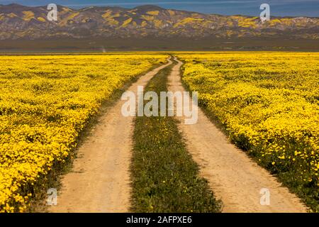 MARCH 31, 2019 - CARIRIZO PLAIN NATIONAL MONDUMENT (BLM) CENTRAL CALIFORNIA, USA - wildflowers during spring 'super bloom' following rains in Central California near Soda Lake & Cuyama Stock Photo