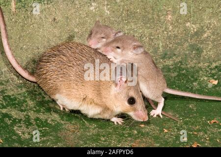 TURKISH SPINY MOUSE (Acomys cilicicus). Female with litter of two young, 2 weeks old. Eyes opening. Critically endangered Stock Photo