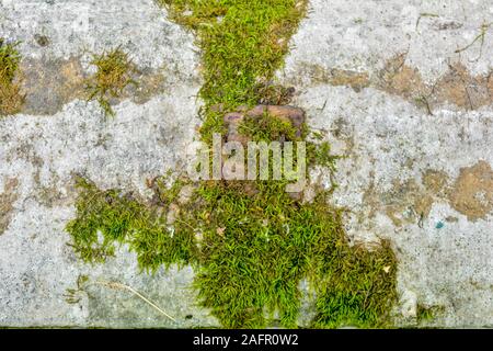 Old concrete wall with moss. Texture of weathered concrete wall covered with moss. Aged concrete on wall background Stock Photo