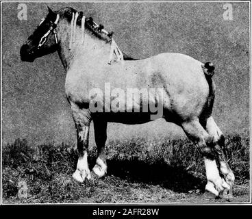 . Western agriculture. Figure 133.—A champion Clydesdale stallion. The Percheron, the most generally used draft horse in theUnited States, originated in France. In weight, Percheronsrange from 1,400 to 2,200 pounds. In colors, gray and blackpredominate, though chestnut, bay, brown and roan occa-sionally occur. They are remarkably smooth, and showquality and good action for drafters. Percherons matureearly and have amiable dispositions, which make themgenerally liked. Crossed on common mares they give excel-lent results, which fact accounts for their popularity. THE HORSE 321 Shire horses, form Stock Photo