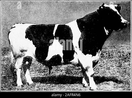 . Western agriculture. ; ? -? .- &lt;fc , b a, ?-, -,, ?;.*? i||  Figure 121.—A pure-bred Jersey cow—1a prize winner. through large milk wells, thus showing a large blood supplyto the udder. If a cow has more than one milk well on aside, so much the better. Quality, desired in the dairy cow as in all other classes ofanimals, is shown in about the same way; namely, thin pli-able skin, fine, silky hair; and fine, dense bone and horn.These characteristics are important. Dairy Bulls. In dairy bulls the same general dairy typeis demanded as in dairy cows except that the bull must showpronounced ma Stock Photo