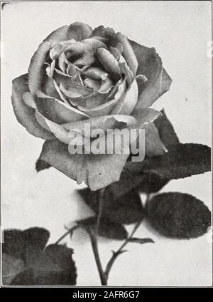 . Dingee guide to rose culture. 1850. Ulric Bruner *MAD. MASSON—It is entirely hardy, bloomsnearty all the time, as free as any Hybrid Tea.bearing numbers of large, full, double flowers ofunusual beauty and wonderful fragrance; clear,bright rose; distinct and charming. A great Rose. MRS. R. G. SHARMAN-CRAWFORD—Deep rosypink; outer petals pale flush; base of petals white;large and of perfect form. *EUGENE FURST—Strong, vigorous grower, withthick, healthy foliage. Flowers beautiful, velvetycrimson, shading to maroon. Highly scented. JEAN LIABAUD—Color nearly black. Flowerslarge, fulland fragrant Stock Photo