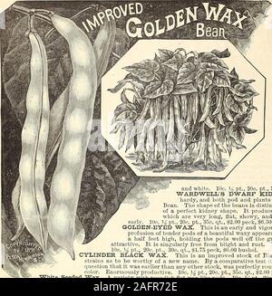 . Manual of everything for the garden : 1894. *« ASPARAGUS ROOTS. &gt; If to be sent by mail add 40 cts. per100 to the prices. A saving of one to two years is effectedby planting roots. Those offered beloware strong two-year-old roots. For pri-vate use or for marketing on a smallscale, beds should be formed five feetwide with three rows planted in each,one in the middle and one on each sidea foot from the edge; distance betweenthe plants in the rows, nine inches. THE PALMETTO. Splendid roots. (See cut.) $1.50 per 100, $12.00 per 1,000. (50 roots at 100 rate; 500 at 1,000 rate.)Colossal. Fine t Stock Photo