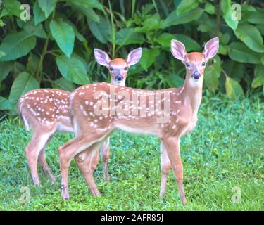 Twin White Tail Fawns Stock Photo