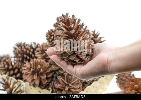 Group of pine cone dry on basket at white background Stock Photo