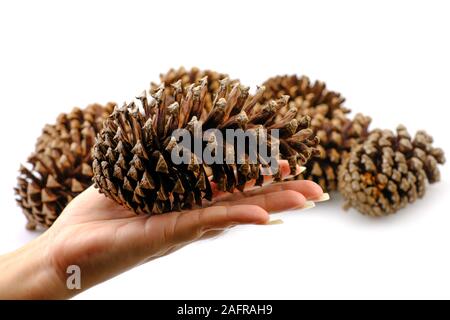 a pine cone dry on white background Stock Photo
