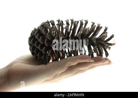 Hand holding a pine cone dry on white background Stock Photo