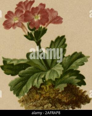 . Atlas der Alpenflora. Primula Tiroliensis (Schott.) = Allionii Koch et aut. nee Lois. -Tirolischer Himmelsschlüssel. Süd]. Tirol, auf Dolomit. Mai—Juni. 407.. Primula viscosa All. (1785) = latifolia Koch nee Lap. = gra-veolens Hegetschw. = hirsuta Vill. nee All. - Klebriger Himmelsschlüssel. Südl. Schweiz, be»; Enaadin, bei 1800 M.. Juni-August. 408 Stock Photo