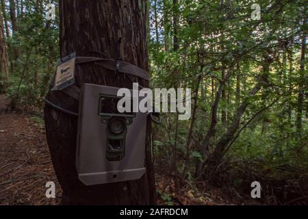 A remote camera trap set up to monitor wildlife in the forest on a trail in California, USA.