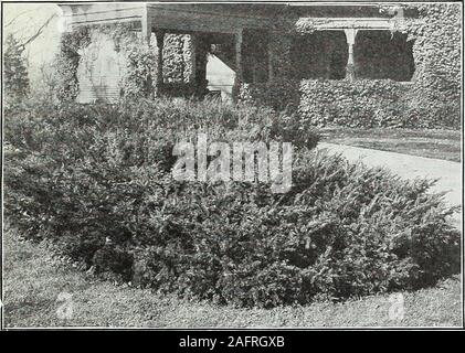 . Farquhar's autumn catalogue : 1921. $55.00per doz. communis var. Hibernica. (Irish Juniper.) A beautiful glaucous-green variety of dense pillar-like growth; very desirable. 2 to 21 ft.,$2.00 each; $22.00 per doz. JUNIPERUS.—Corahnued. communis var. suecica. (Swedish Juniper.) Grows in the form of a neat, compact column; foliage golden-green. 2 to 2J ft., 82.00 each;$22.00 per doz. communis var. prostrata. A dwarf spreading variety with trailingbranches. $2.25 each.Larger Plants. $5.00 to $7.50 each. Chinensis virginalis. Very fine dwarf evergreen, ^-ith handsome,closely set heads of green fo Stock Photo