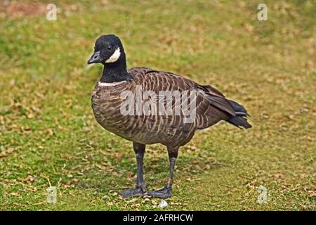 Canada 2024 goose collar