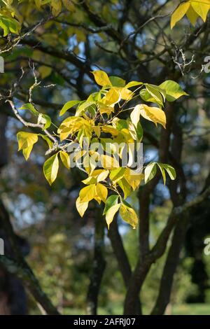 Ptelea trifoliata 'Aurea'. Golden stinking ash shrub foliage in autumn Stock Photo