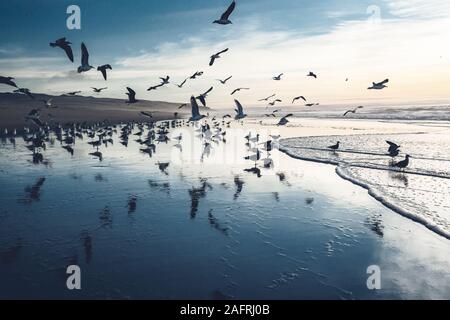 Great clony of seagulls on the beach. Dramatic seascape, blue hour Stock Photo
