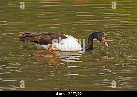 MAGPIE, or SEMI-PALMATED, GOOSE and gosling (Anseranas semipalmata). Parent and single young gosling on water. Stock Photo