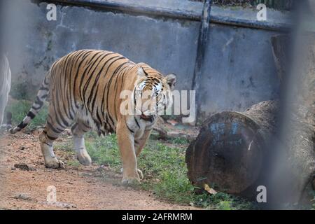Great tiger male in the nature habitat. Tiger walk during the golden light time. Wildlife scene with danger animal. Hot summer in India. Dry area with Stock Photo