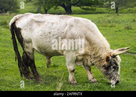 CHILLINGHAM BULL (Bos taurus).  Chillingham Park, Northumberland. Adult male, bull. Temporary STAINING of rump and tail cause by seasonal spring flush Stock Photo