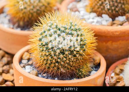 Small Cactus mammillaria nivosa (cactaceae) a plant that grows in the desert, Selective focus Stock Photo