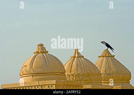 HOUSE CROW calling (Corvus splendens).  Perched on temple roof Jaisalmer, Rajasthan, India. Stock Photo