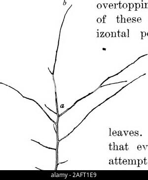 . Lessons with plants. Suggestions for seeing and interpreting some of the common forms of vegetation. Pig. 14.Tip shoot of Norway maple. 18 LESSO.VS WITff PLANTS. Stock Photo