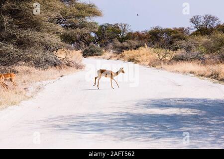 Female Impala crossing dirt road,  Moremi game reserve, Okavango delta, Botswana, Southen Africa, Africa Stock Photo