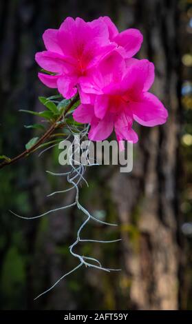 Magnolia Plantation and Gardens is a historic house with gardens located on the Ashley River west of Ashley, Charleston County, South Carolina. Stock Photo