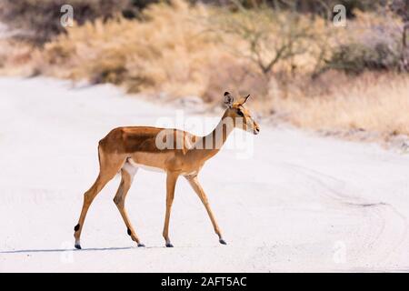 Female Impala crossing dirt road,  Moremi game reserve, Okavango delta, Botswana, Southen Africa, Africa Stock Photo