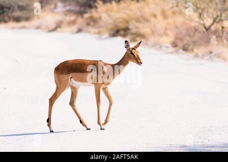 Female Impala crossing dirt road,  Moremi game reserve, Okavango delta, Botswana, Southen Africa, Africa Stock Photo