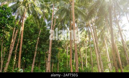 Low angle view of coconut palm trees in a lush, green plantation in the Philippines. The tall, skinny trunks have notches for climbing. Stock Photo