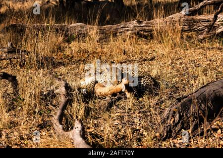 Leopard hunting Impala, Impala is alive, at morning forest, in Moremi Game Reserve, Okavango Delta, Botswana, Southern Africa, Africa Stock Photo