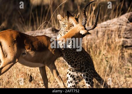 Leopard hunting Impala, Impala is alive, at morning forest, in Moremi Game Reserve, Okavango Delta, Botswana, Southern Africa, Africa Stock Photo