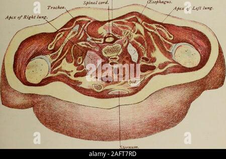 . Manual of antenatal pathology and hygiene : the foetus. Plate u upper part of Body of first dorsal vertebra. Spimtl cord. Apex o/ Right lung. Apex o/ Left lung.. Stock Photo