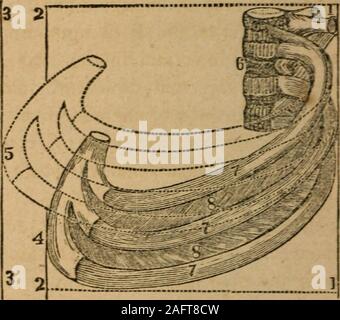 . A treatise on anatomy, physiology and hygiene : designed for colleges, academies and families. e ribs. In 475—494. Give the j^^i^siolof/y of the respiratory organs. 475. What isrespiration? What is the principal object in breathing? 476. How arethe useless atoms of matter conveyed into the veins of the systemic circu-lation ? How may the principal elementary substances be separated froiathe Wood ? 477. How may an ordinary inspiration be accomplished ? 19 218 ANATOMY, PHYSIOLOGY, AND HYGIENE. full inspiration, the diaphragm is not only more depressedbut the ribs are evidently elevated. To pro Stock Photo