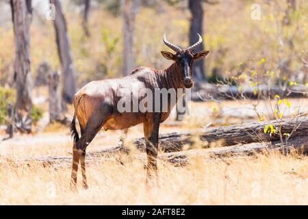 Topi standing at savannah, Moremi game reserve, Okavango delta, Botswana,Southern Africa, Africa Stock Photo