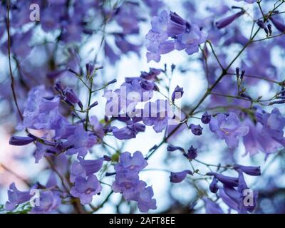 The beautiful purple jacaranda flowers in adelaide south australia on 27th November 2019 Stock Photo