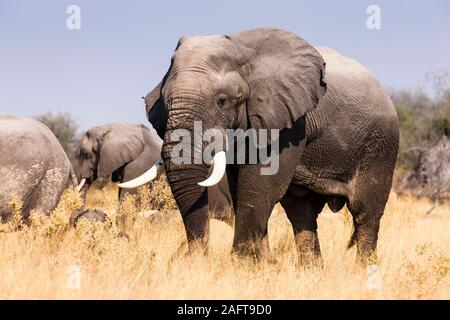Elephants eating grass, Moremi game reserve, Okavango delta, Botswana, Southern Africa, Africa Stock Photo