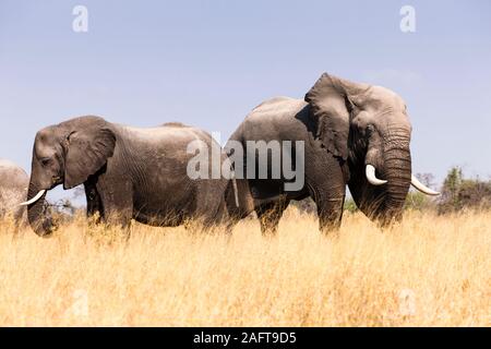 Elephants eating grass, Moremi game reserve, Okavango delta, Botswana, Southern Africa, Africa Stock Photo