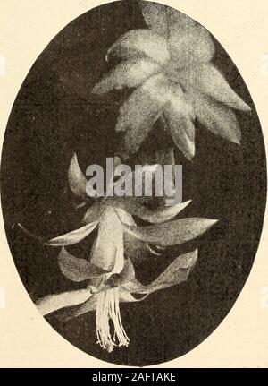 . 1905-'06 descriptive catalogue of rare flowers : seeds, plants, bulbs, cacti, etc. ECHIXOPSIS MUT.LERT. Kpiphyllum or Xmas Cactus Stock Photo