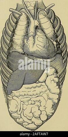 . Diseases of the heart and thoracic aorta. f the system, and the state of particular organs, such as thelungs and kidney : profound anaemia, for example, suggestsfatty degeneration of the heart ; kidney disease (especiallycirrhosis), hypertrophy of the left ventricle. 5. The condition of the pericardial sac. This point is chiefly determined by means of auscultationand percussion. INSPECTION AS APPLIED TO THE EXAMINATION OF THEHEART; INSPECTION OF THE PRECORDIAL REGION. By the praecordial region we understand that part of thechest wall which lies in front of the heart. It is necessary,therefor Stock Photo